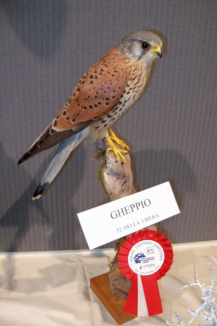 2007-gheppio